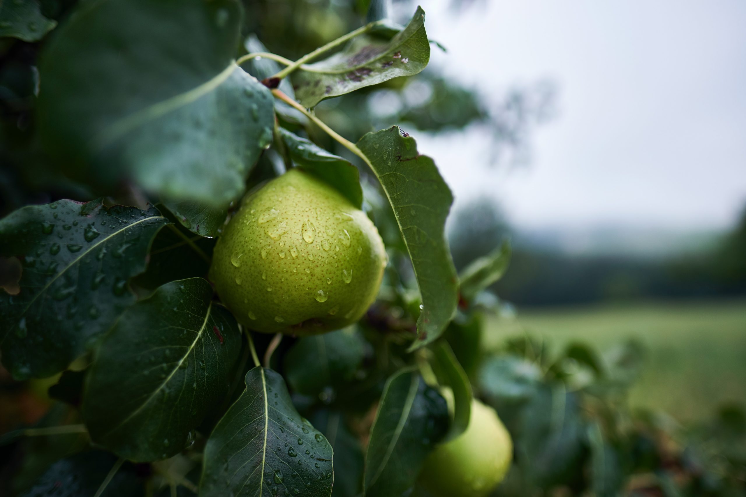 christian-holzinger-sveHkwrWNWg-unsplash-scaled