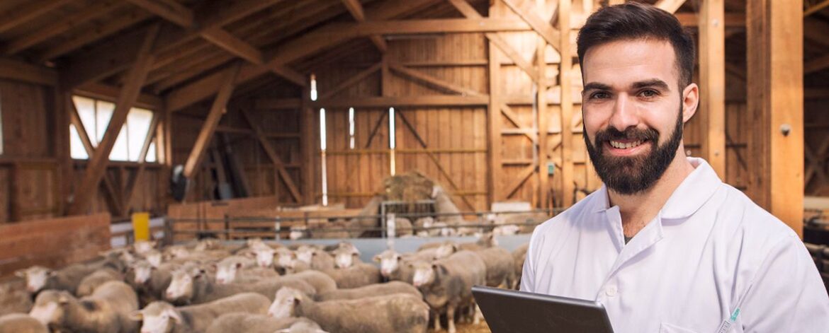 portrait-veterinarian-dressed-white-coat-with-rubber-gloves-standing-sheep-domestic-farm-edited-scaled-1