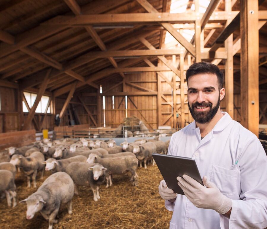 portrait-veterinarian-dressed-white-coat-with-rubber-gloves-standing-sheep-domestic-farm-edited-scaled-1