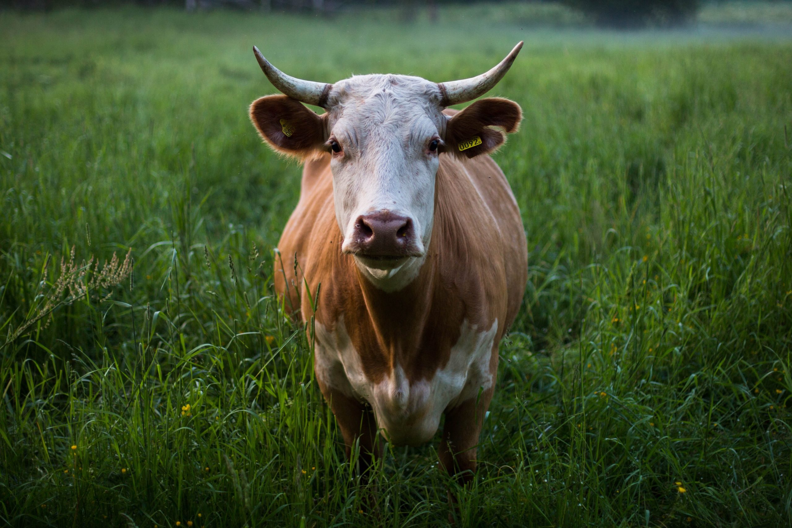 skull-kat-M7fi58_dF5k-unsplash-scaled