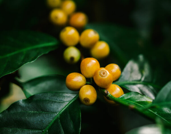 yellow catimor Coffee beans ripening on tree in North of thailan